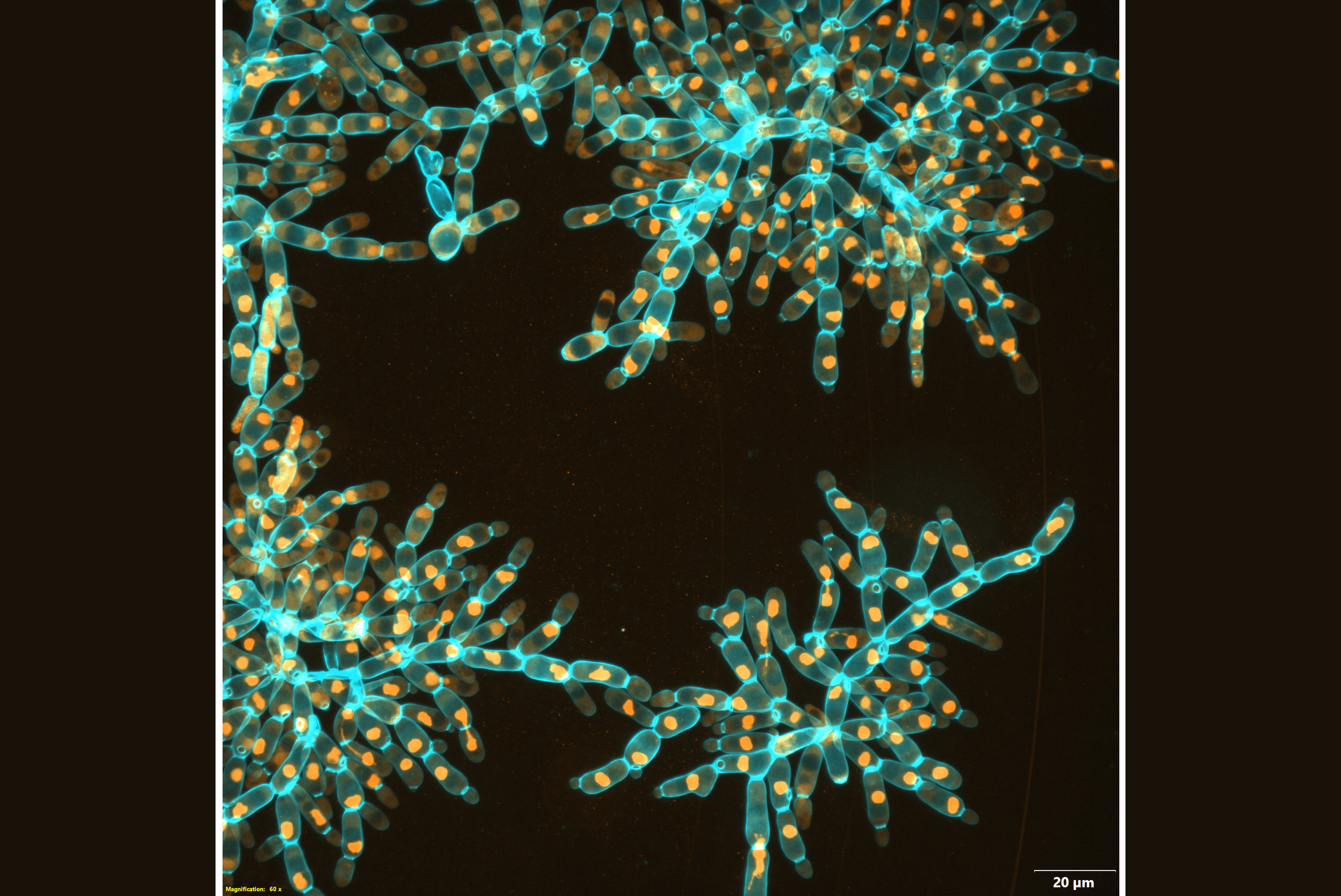 Macroscopic snowflake yeast with elongated cells fracture into modules, retaining the same underlying branched growth form of their microscopic ancestor.
Macroscopic snowflake yeast with elongated cells fracture into modules, retaining the same underlying branched growth form of their microscopic ancestor.